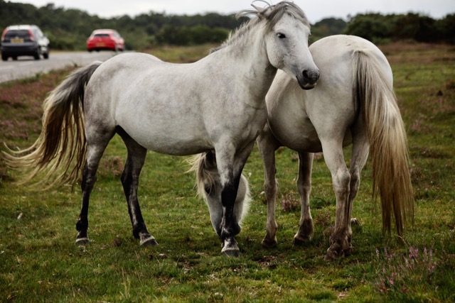 Two white ponies one facing forwards and one facing backwards
