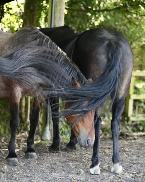 The dark tails of two dark horses whisking flies