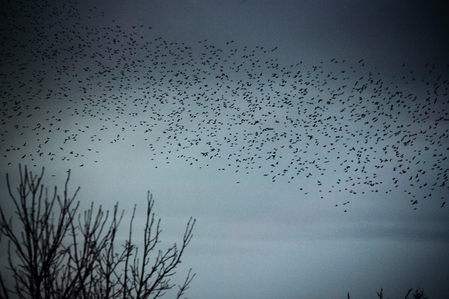 A murmuration