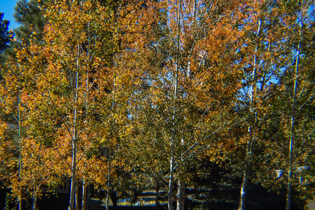 Aspen in Autumn
