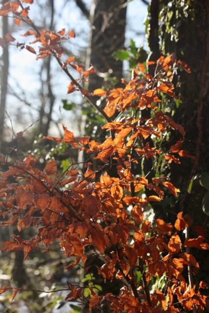 Autumn leaves