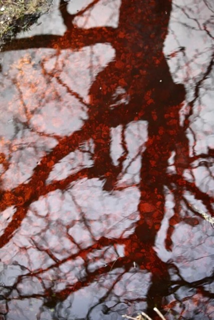 Bed of Ober with the reflection of an autumn tree