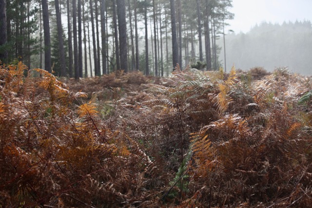 Autumn bracken in the rain