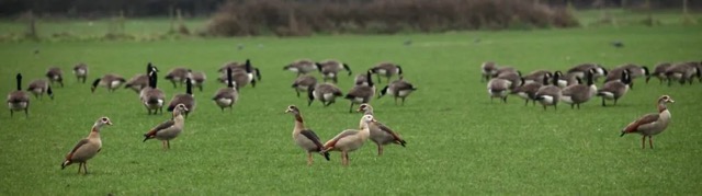 Canada and Egyptian geese
