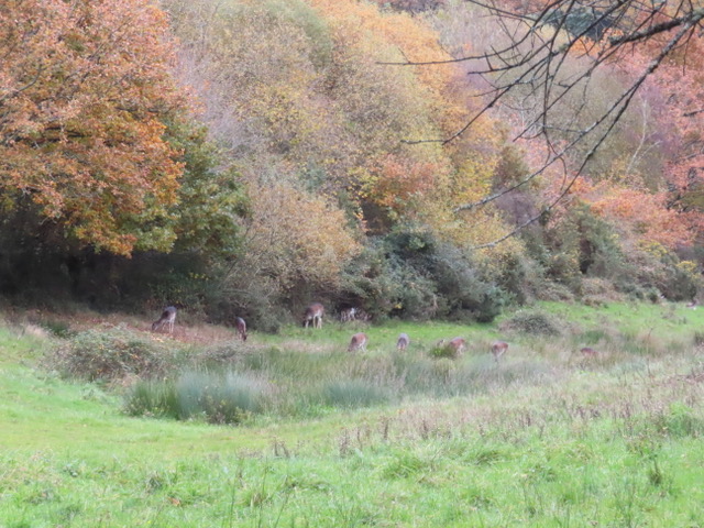 Deer in the autumn