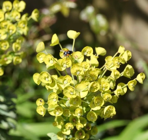 Fly on euphorbia