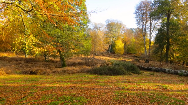 Forest in autumn
