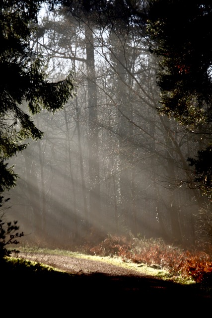 Shafts of sunlight illuminating an autumn forest