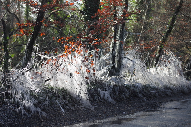 Icicles and autumn leaves