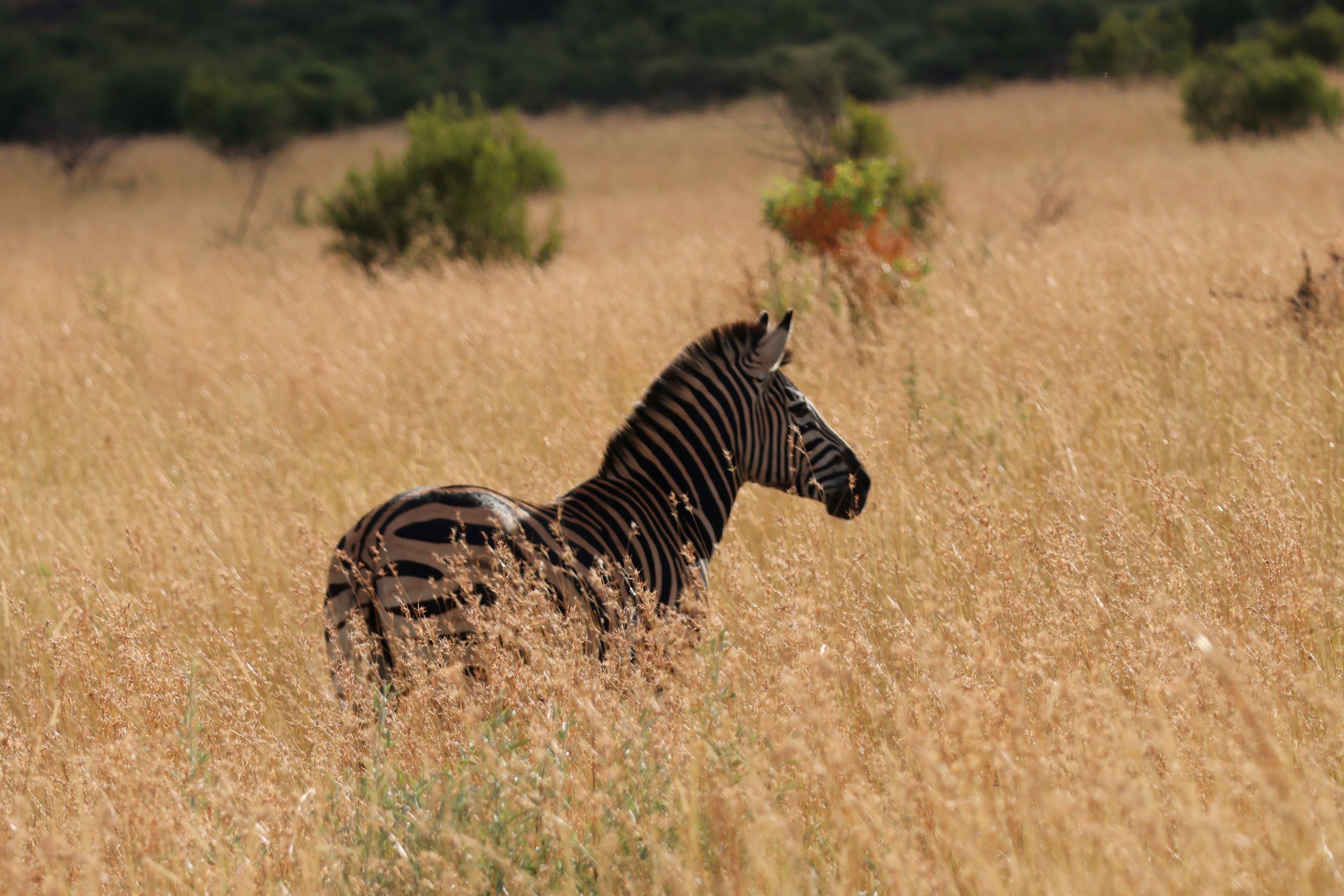 Zebra standing in tall reddish gold veld grass