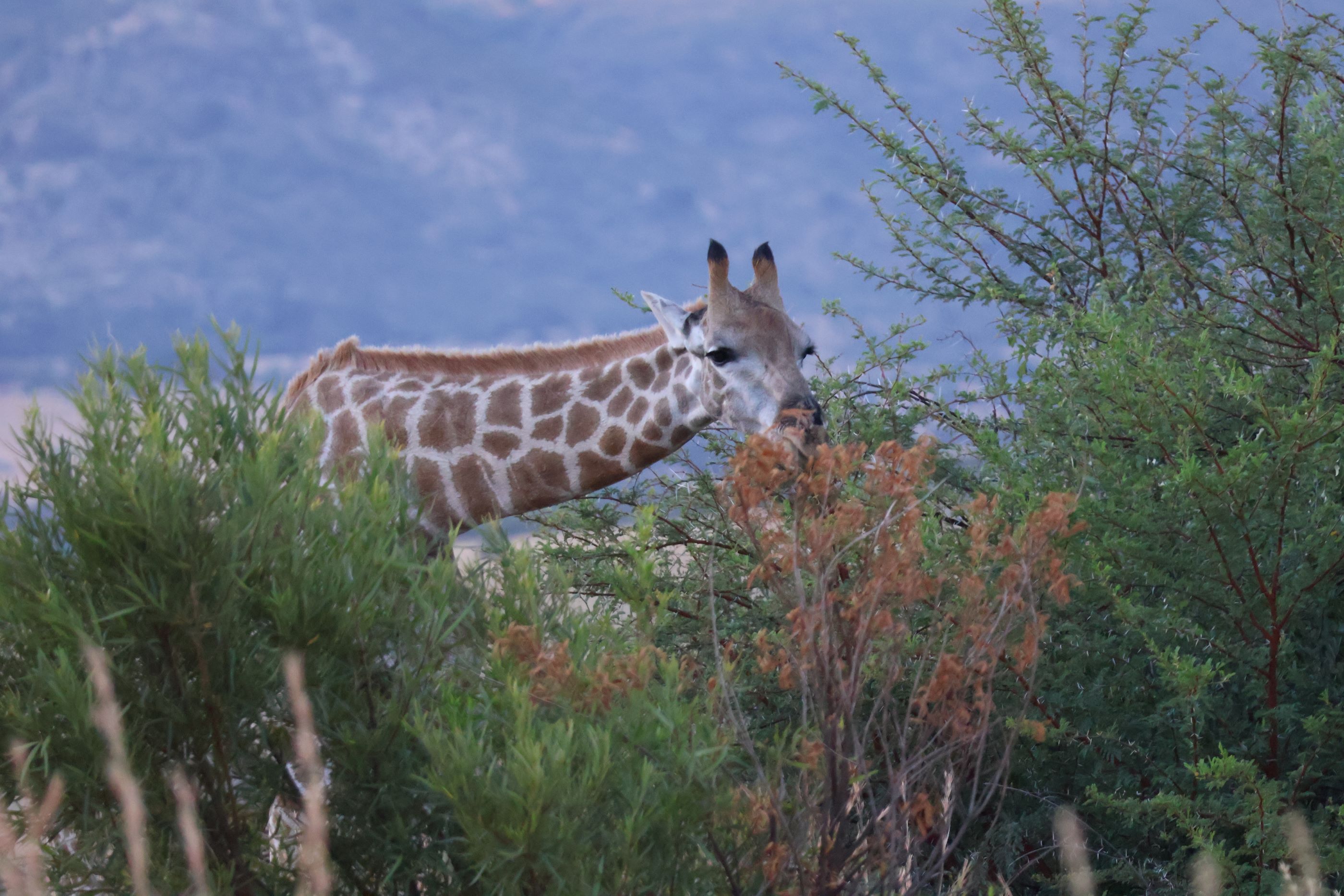 Giraffe eating the reddish leaves of an autumn tree