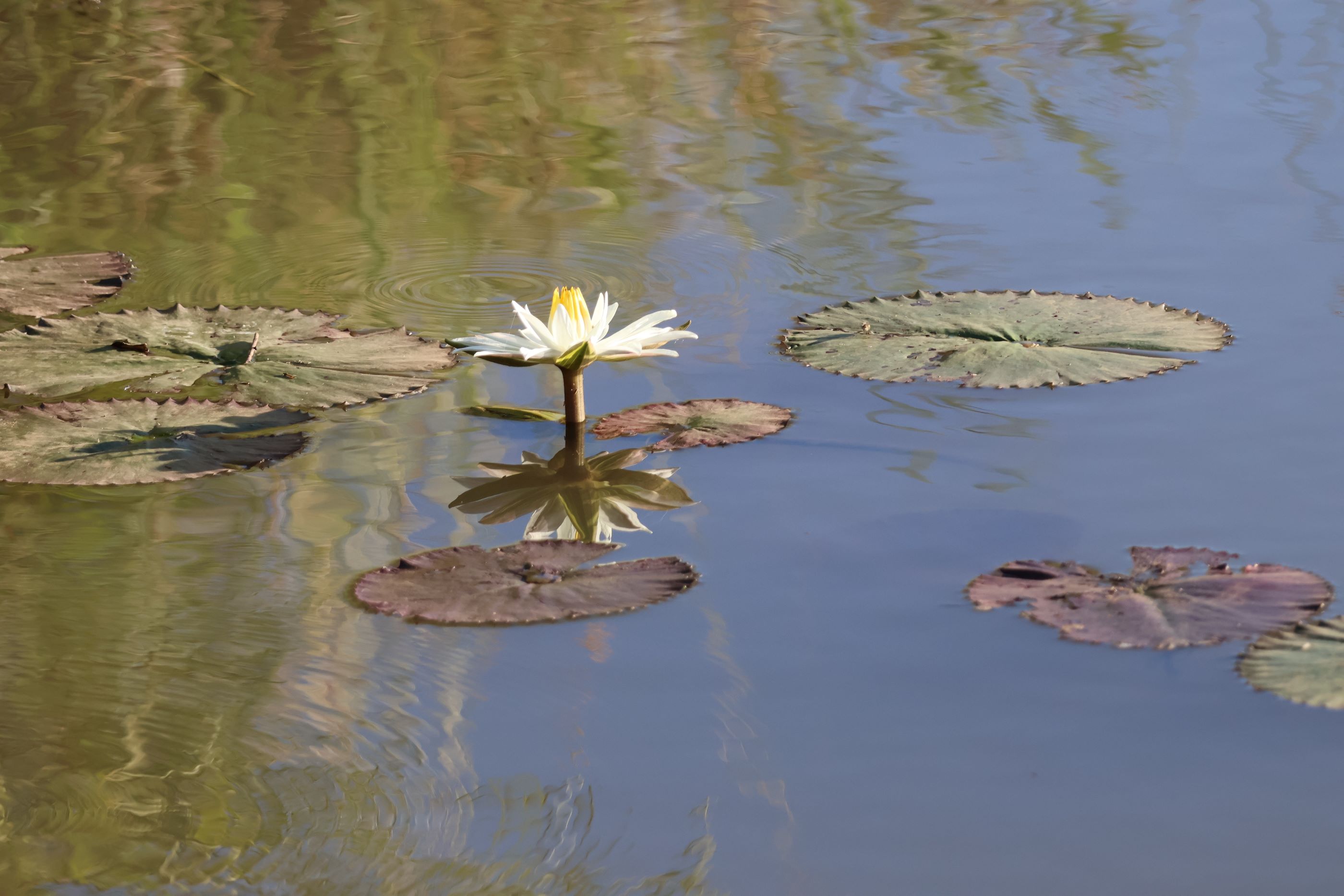 Autumn white waterlily on a pond reflecting a blue sky