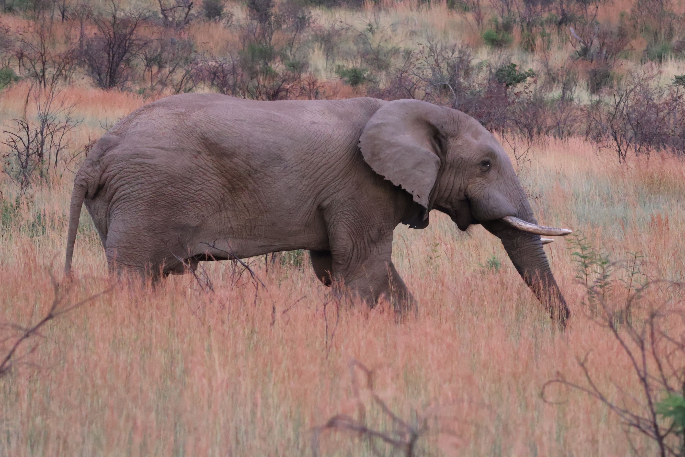 A male elephant standing in tall reddish gold veld grass
