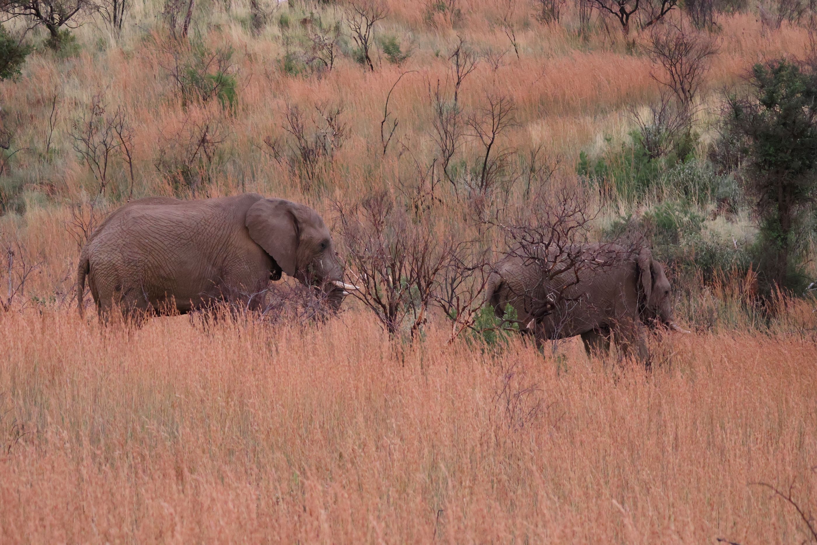 Two elephants in tall reddish gold veld grass.