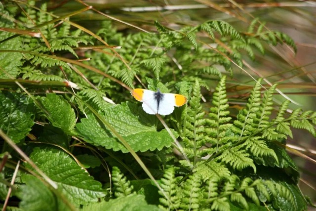 Orange tip butterfly