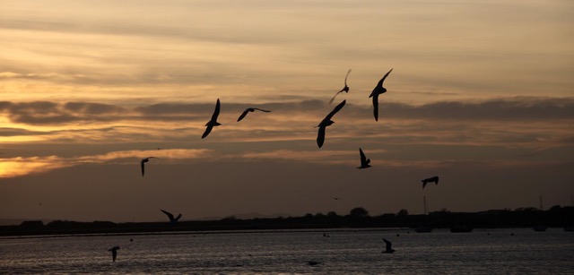 Seagulls at sunset