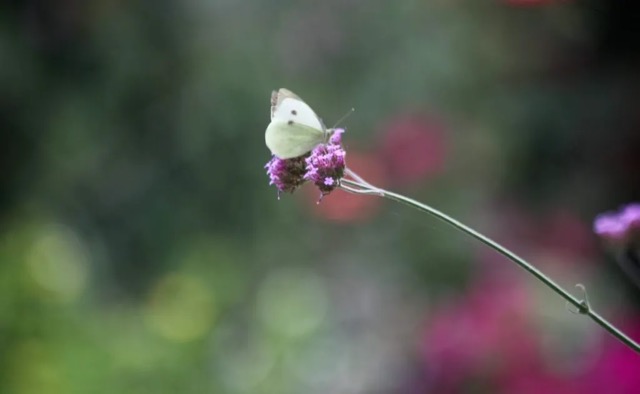 Small white butterfly on verbena bonsriensis.