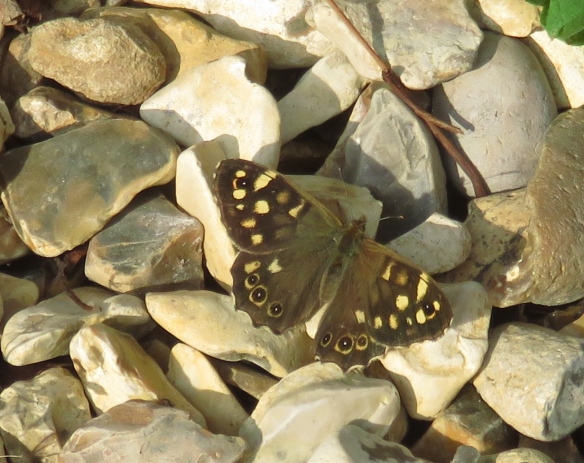 Speckled Wood butterfly