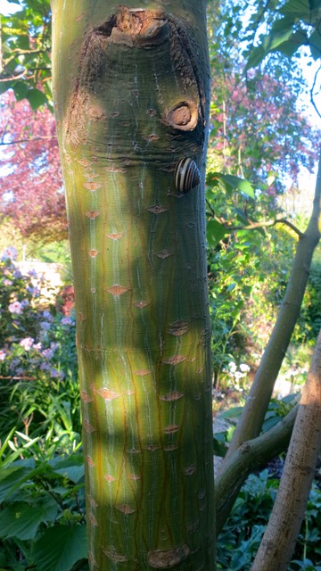 Snail on tree trunk