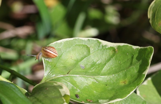 Snail on vinca leaf