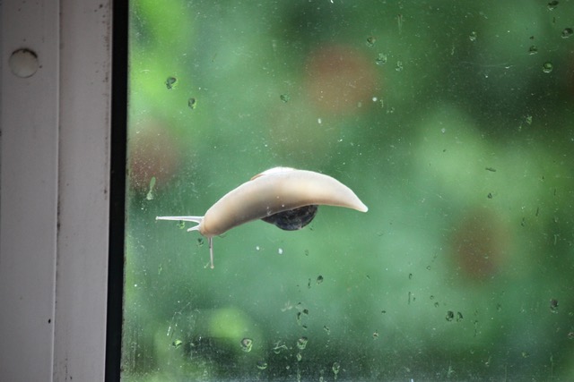 Snail on a window pane