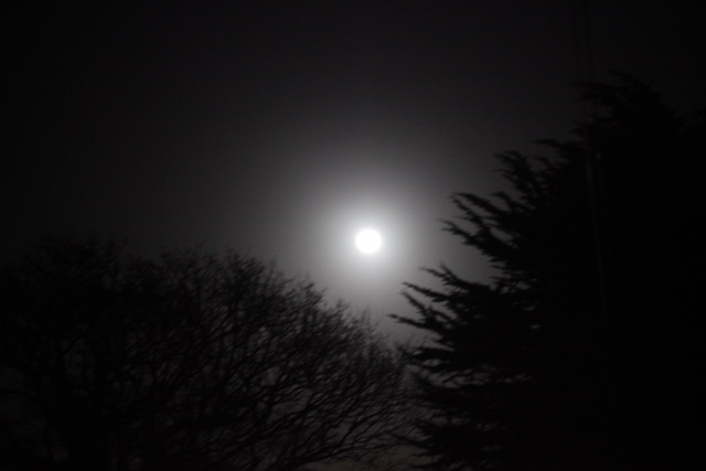 Photograph of the moon between the trees.