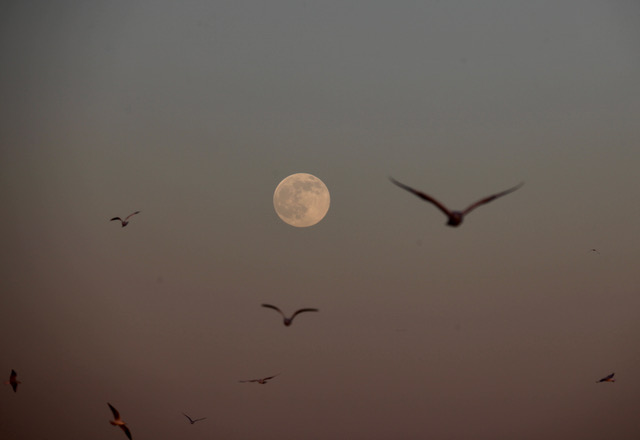 Wolf moon circled by flying gulls.